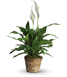 Simply Elegant Spathiphyllum - Small from Swindler and Sons Florists in Wilmington, OH